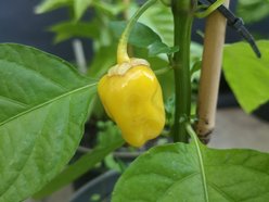 Papryka 7 Pot Bubblegum