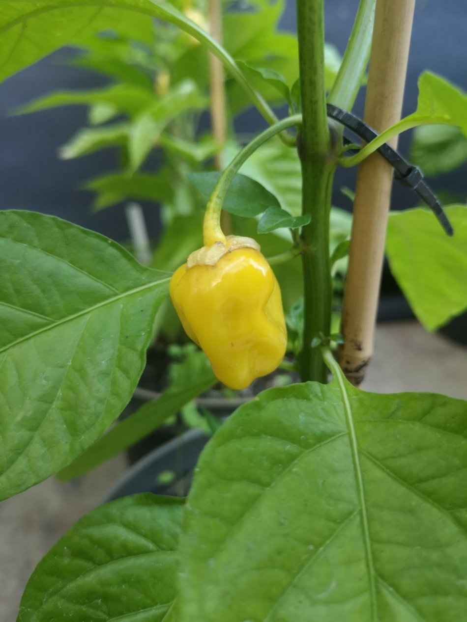 Papryka 7 Pot Bubblegum