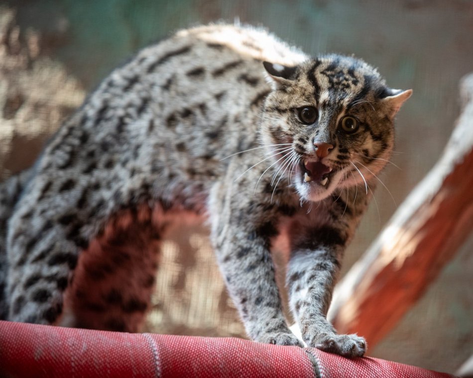 drapieżny kot w Orientarium Zoo Łódź