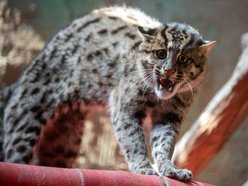 drapieżny kot w Orientarium Zoo Łódź