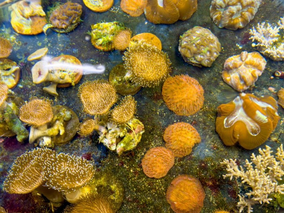 Łódź. Największy przemyt w historii udaremniony! Niemal 1000 koralowców uratowanych przez Orientarium