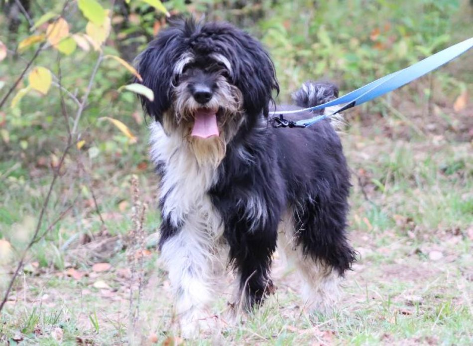 Łódź. Łaciaty ze schroniska w Łodzi to piesek po przejściach. On zasługuje na stały dom!