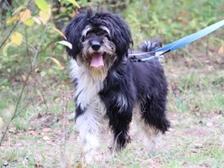 Łódź. Łaciaty ze schroniska w Łodzi to piesek po przejściach. On zasługuje na stały dom!