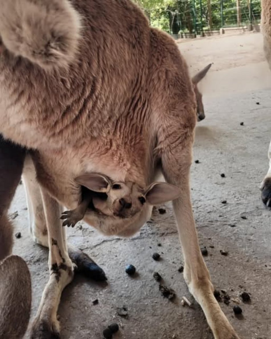 Trzy nowe kangury w Orientarium Zoo Łódź. Zaczynają nieśmiało wyglądać z toreb mam!