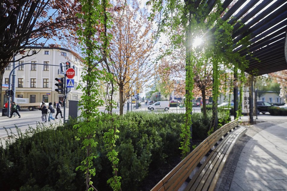 Łódź. Zobacz, jak skwer przy Kilińskiego i Rewolucji w Łodzi mieni się wszystkimi kolorami wiosny