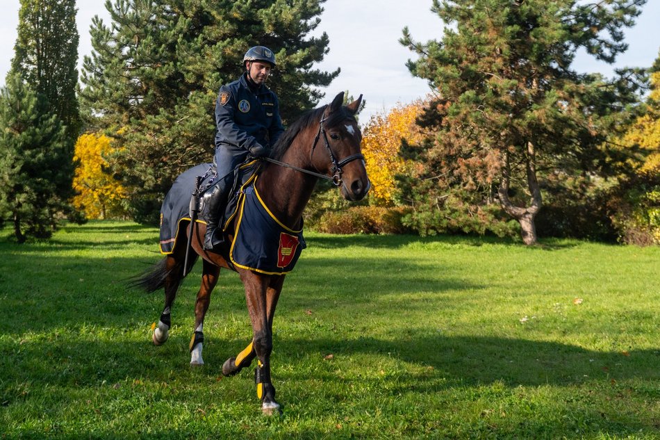 Straż Miejska w Łodzi ma nowego konia