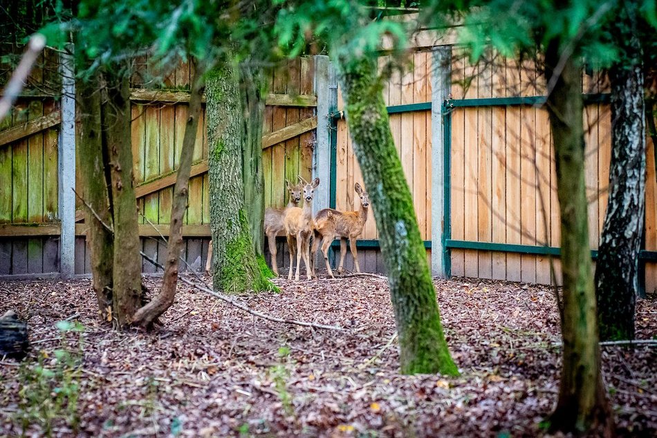 Łódź. Ośrodek Rehabilitacji Dzikich Zwierząt pomaga kolejnym podopiecznym