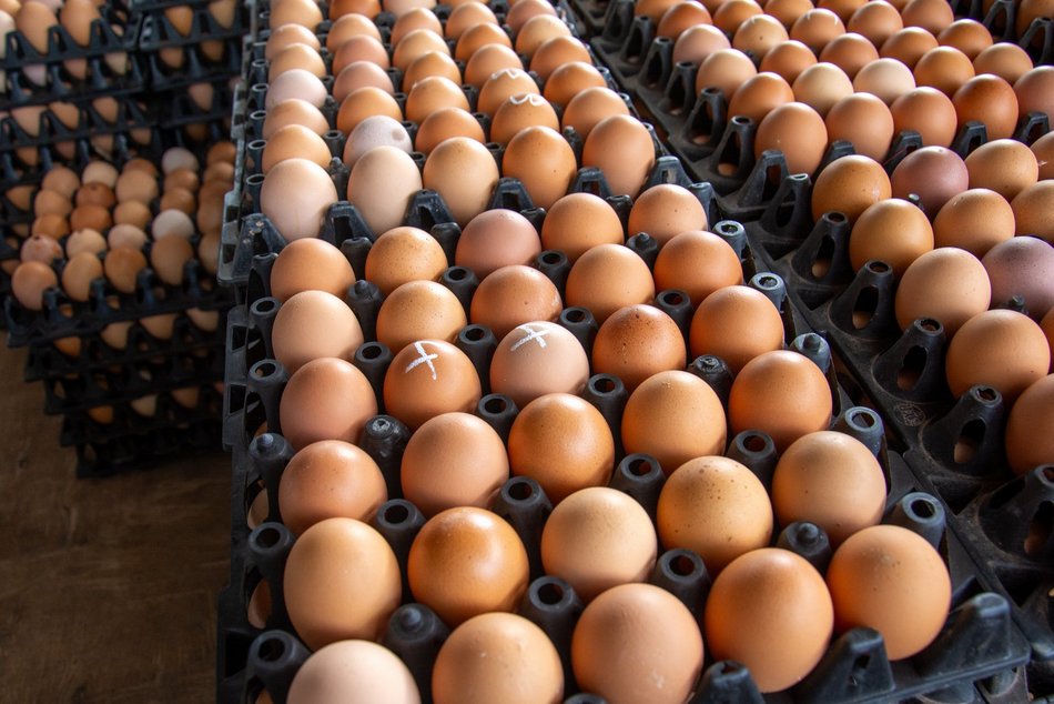 Łódź. Gdzie kupić świeże jajka w Łodzi?