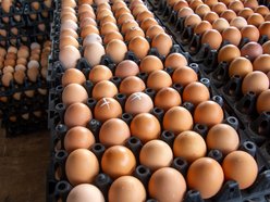 Łódź. Gdzie kupić świeże jajka w Łodzi?