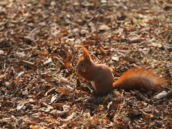 Na pomoc, wiewiórkom, kaczkom i innym słodziakom! Jak zadbać o dzikie zwierzęta w Łodzi?