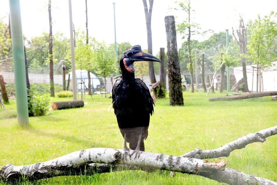 Sępy w Orientarium Zoo Łódź