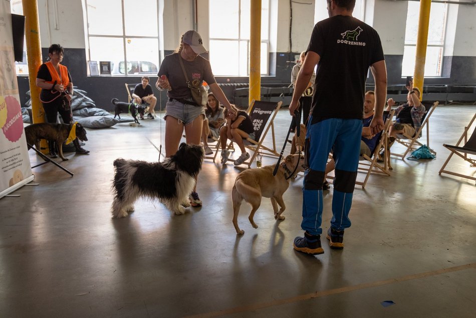 Łódź. Gastro dla schroniska w Łodzi. Tak się łączy miłość do jedzenia, muzyki i zwierząt!