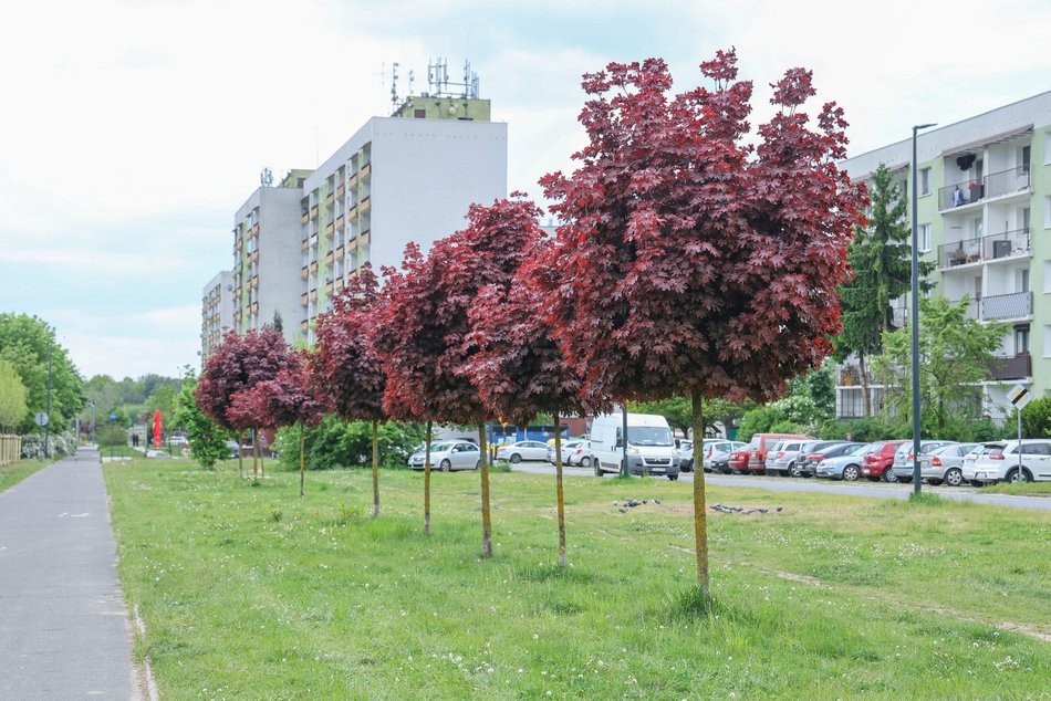 Łódź. Aż 100 nowych drzew na Olechowie w Łodzi! To Łodzianie wybrali lokalizację w plebiscycie