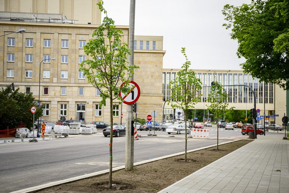 Nowe drzewa na Legionów, Nowomiejskiej i Sterlinga w Łodzi. Śródmieście coraz bardziej zielone!