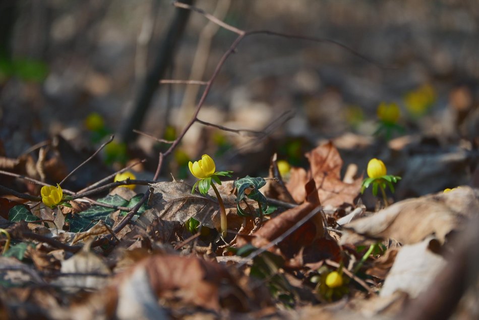 Łódź. Ogród Botaniczny w Łodzi