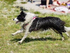 Łódź. Psiejski spacer na Uroczysku Lublinek w Łodzi. Kolejna odsłona wyjątkowej inicjatywy