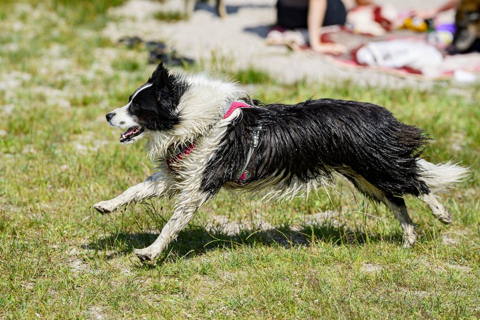 Łódź. Psiejski spacer na Uroczysku Lublinek w Łodzi. Kolejna odsłona wyjątkowej inicjatywy