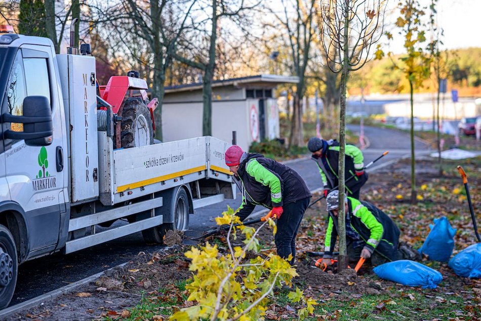 Łódź. Niemal 100 nowych drzew na Retkini w Łodzi. Już cieszą oczy mieszkańców