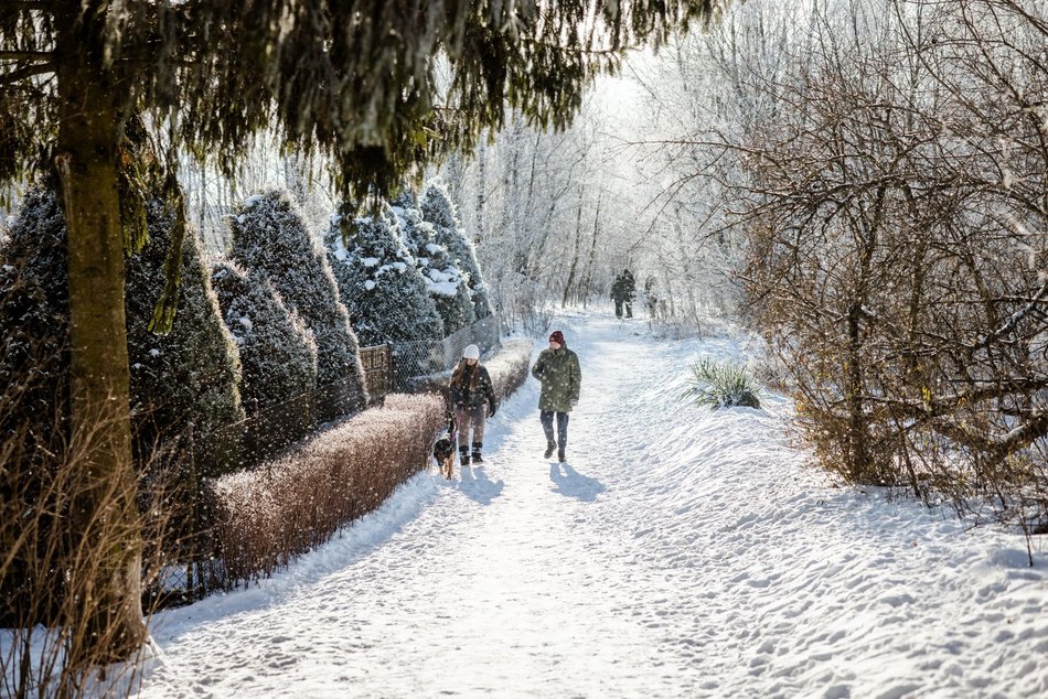 Łódź. Psy ze schroniska w Łodzi na spacerze