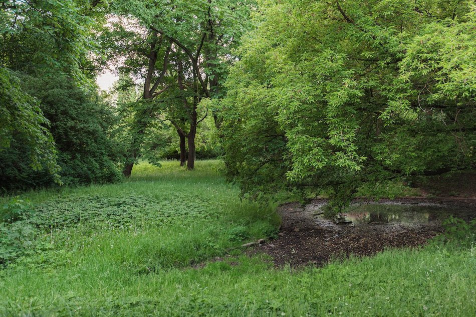 Zakaz koszenia traw w Łodzi przedłużony. Odpowiedź miasta na suszę