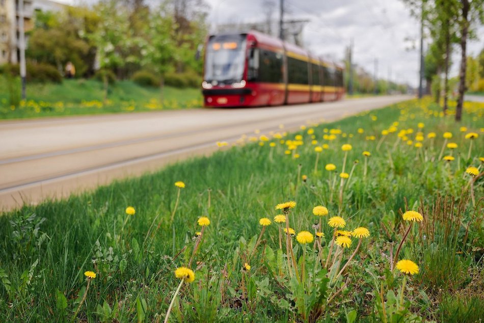 Łódź. Zielona trasa W-Z w Łodzi. Ponad 2 tysiące drzew kwitnie od Retkini po Olechów!
