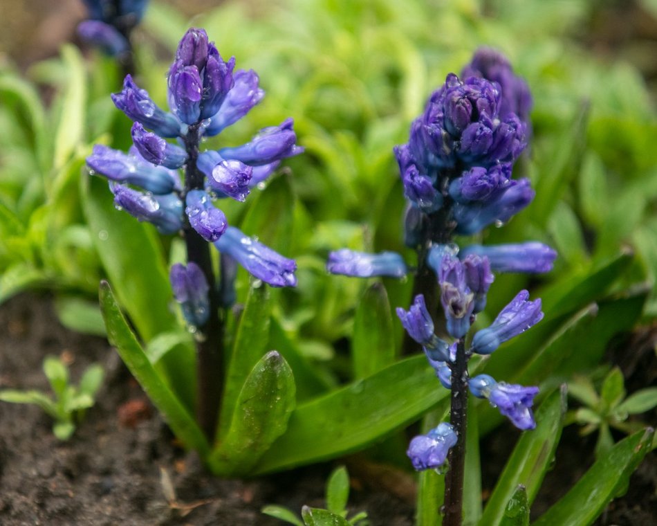 Ogród Botaniczny w Łodzi