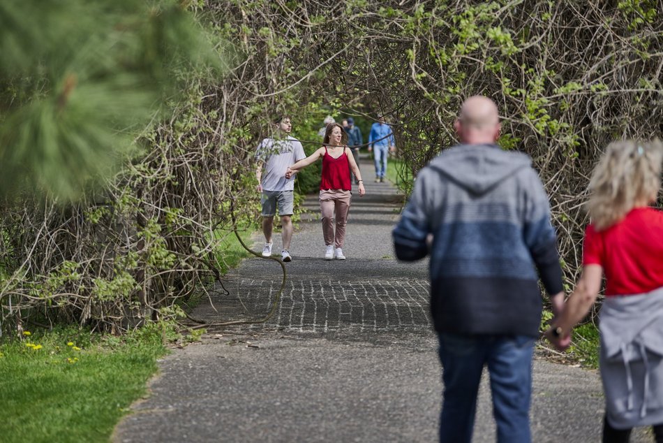 Kwitnące tulipany w Ogrodzie Botanicznym w Łodzi