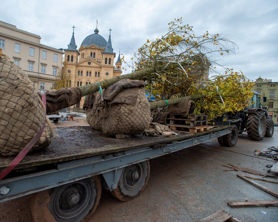 Plac Wolności z kolejnymi drzewami