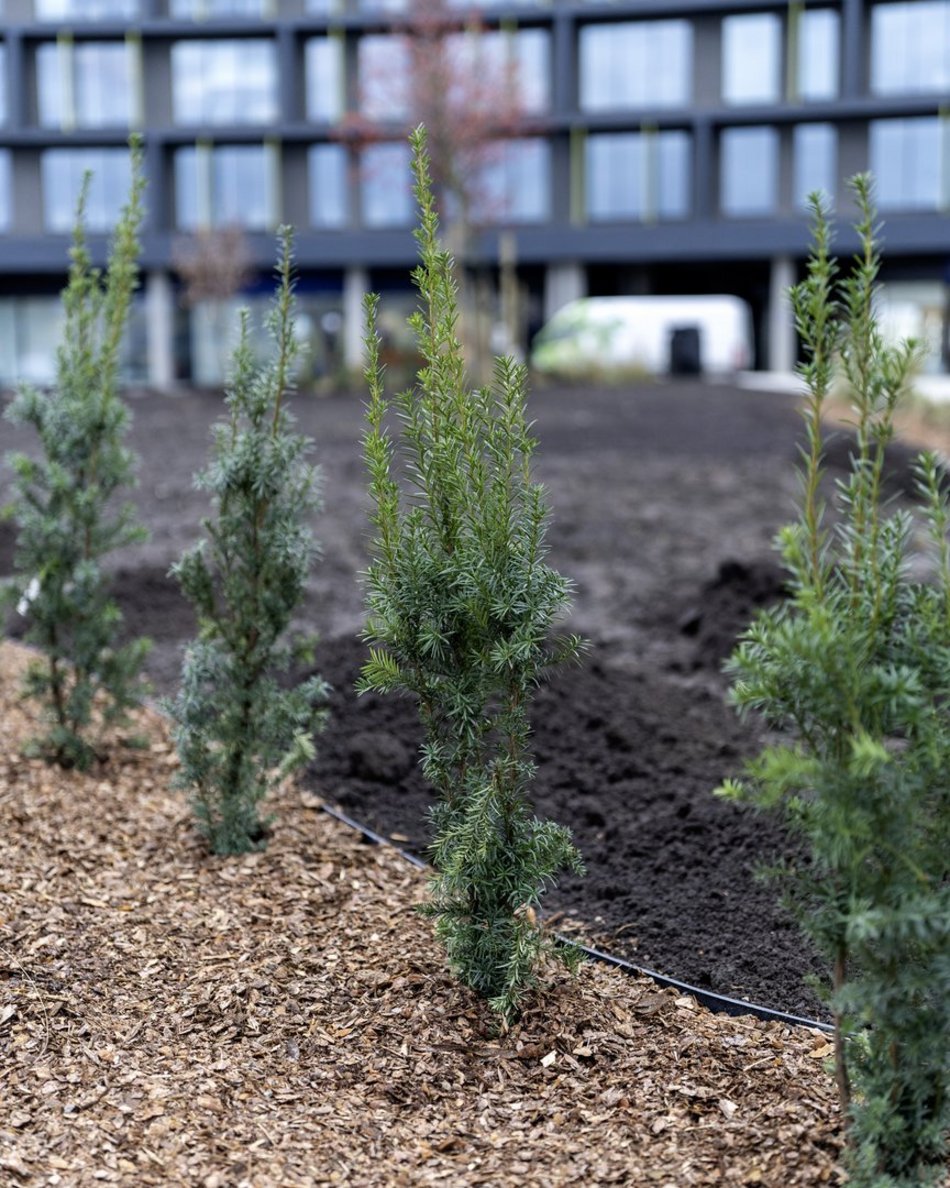Nowy skwer przy rondzie Solidarności