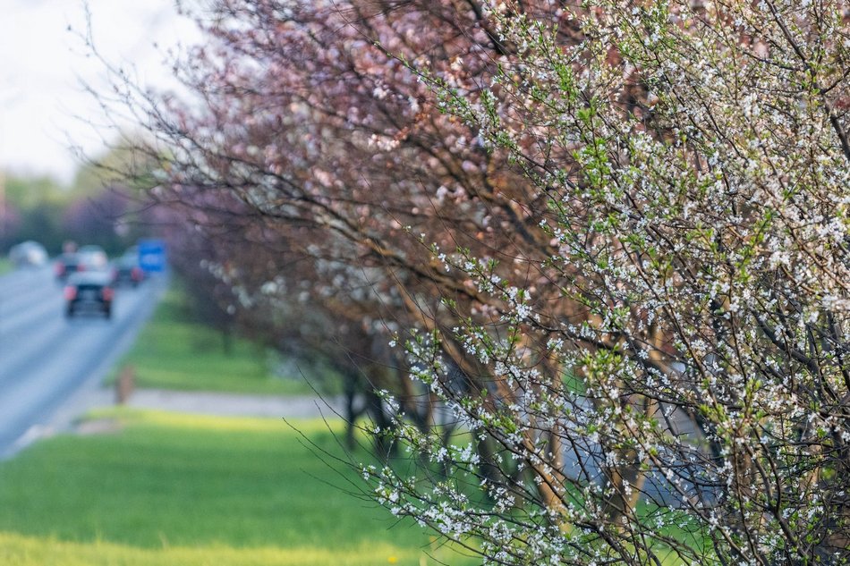 Aleja Jana Pawła tonie w kwiatach. Drzewa przy arterii kwitną na całego!