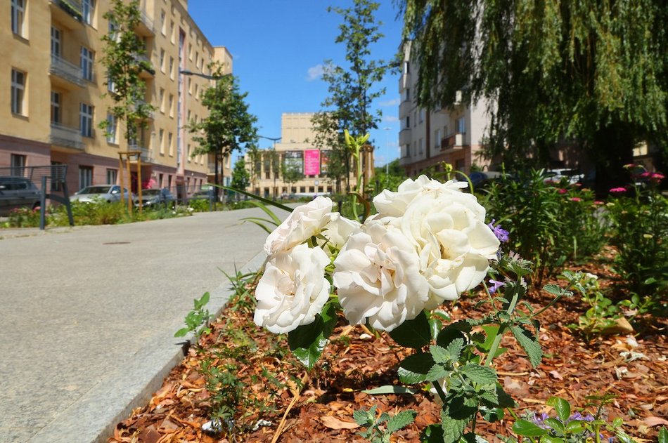 Łódź. Knychalskiego w Łodzi cała w zieleni! Nowe drzewa, kwiaty i rabaty