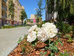 Łódź. Knychalskiego w Łodzi cała w zieleni! Nowe drzewa, kwiaty i rabaty