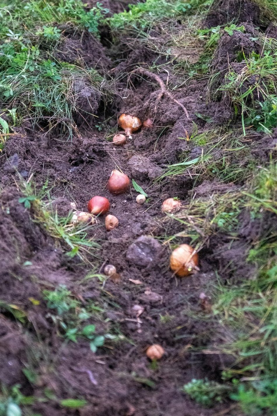 Łódź. Miasto rozkwitnie dzięki Budżetowi Obywatelskiemu Łódź
