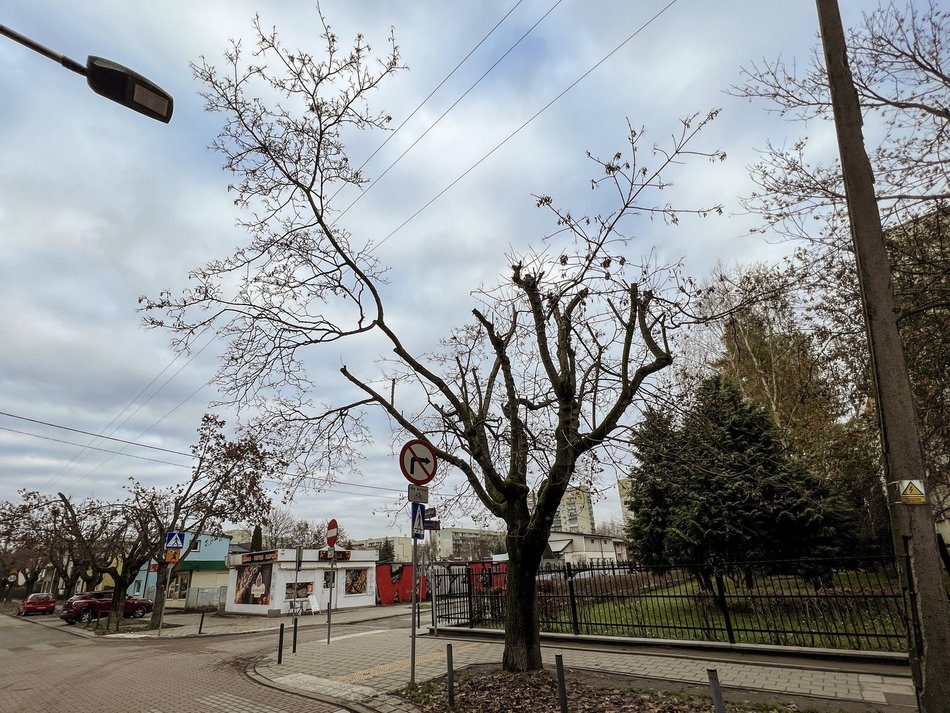 Ulica Socjalna. Drzewa zniszczone przez PGE