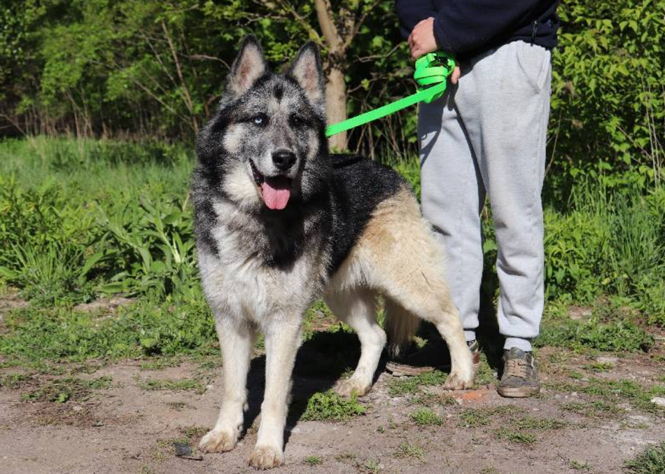 Leon to stały bywalec schroniska w Łodzi. Nie pozwól zostać mu tam ani dnia dłużej!