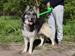 Leon to stały bywalec schroniska w Łodzi. Nie pozwól zostać mu tam ani dnia dłużej!