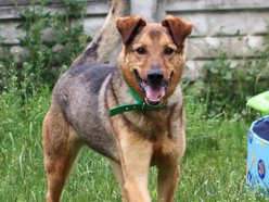 Łódź. Pies Niko ze schroniska w Łodzi