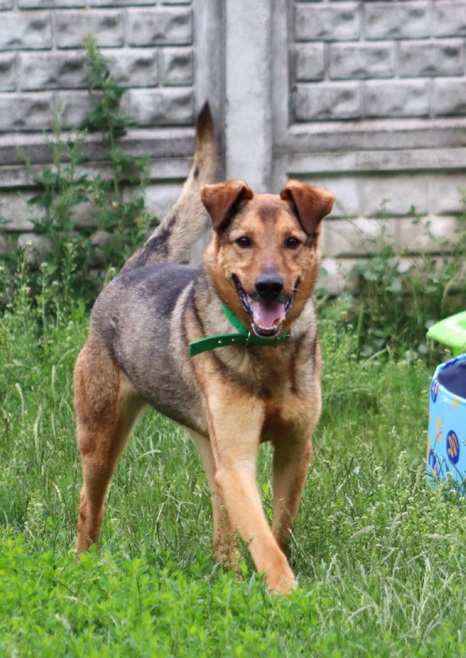 Łódź. Pies Niko ze schroniska w Łodzi