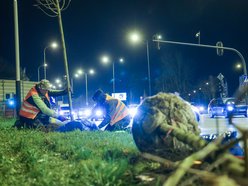 Łódź. Nowe drzewa przy Jana Pawła II