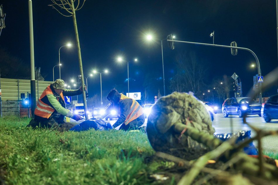 Łódź. Nowe drzewa przy Jana Pawła II