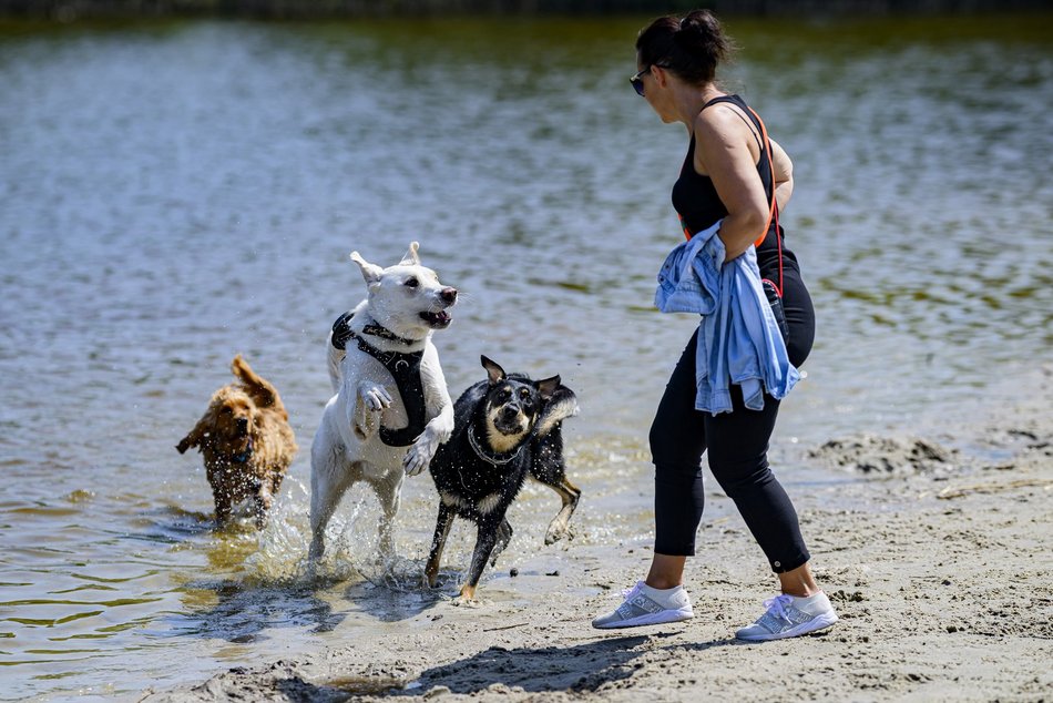Łódź. Psiejski spacer na Uroczysku Lublinek w Łodzi. Kolejna odsłona wyjątkowej inicjatywy