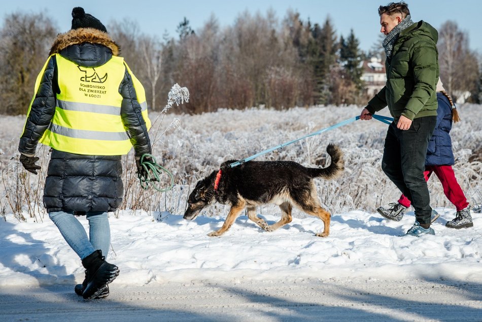 Łódź. Psy ze schroniska w Łodzi na spacerze