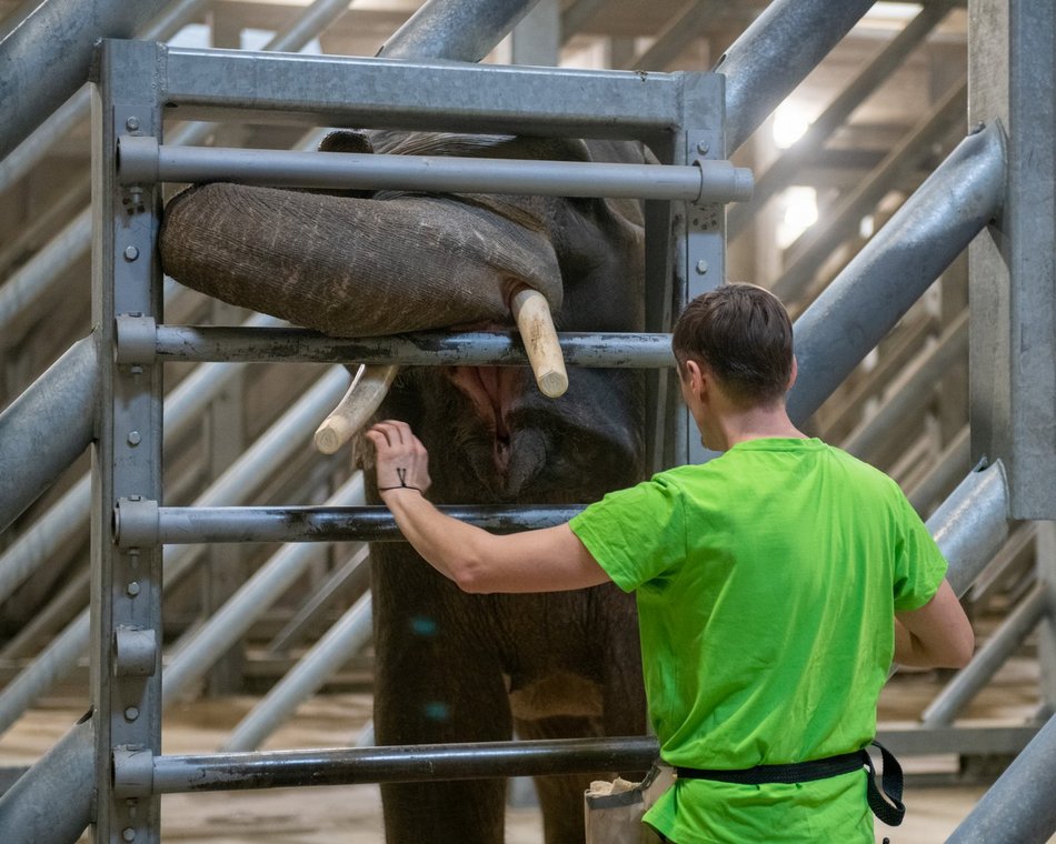 Orientarium Zoo Łódź slonie