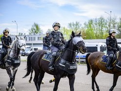 Łódź. Zwierzęta Straży Miejskiej na szkoleniu