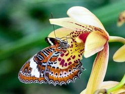 Łódź. Królowa storczyków z Uniwersytetu Łódzkiego. Prof. Marta Kolanowska odkryła ponad 400 gatunków