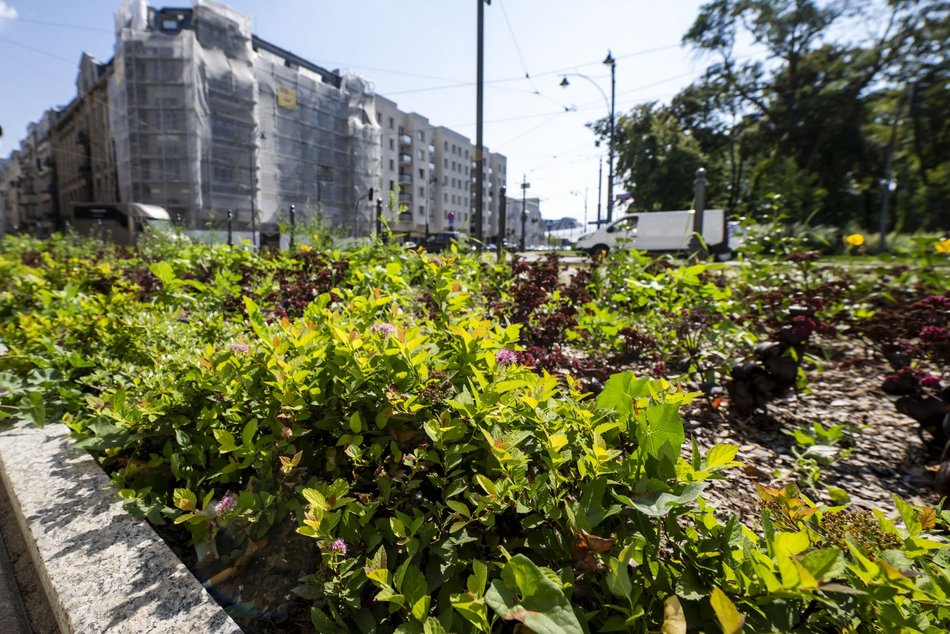 Nowe rośliny w centrum Łodzi!