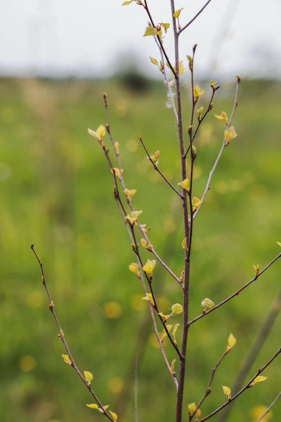 Łódź. Z 15 tysięcy małych sadzonek powstanie prawdziwy gaj!