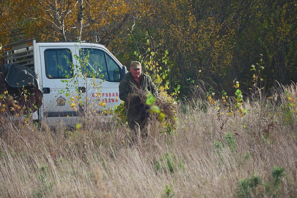 Łódź. Przybędzie aż 15 tysięcy nowych drzew