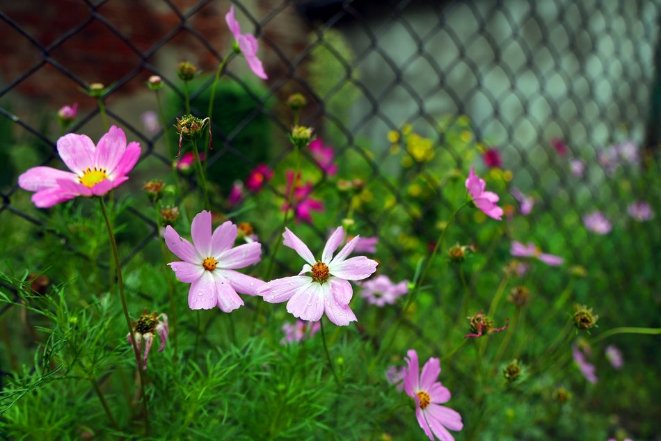 Ogród społeczny przy ul. Pomorskiej 81