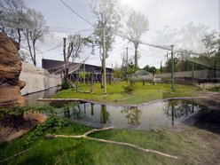 Sępy w Orientarium Zoo Łódź